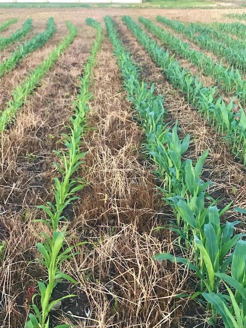 Corn field